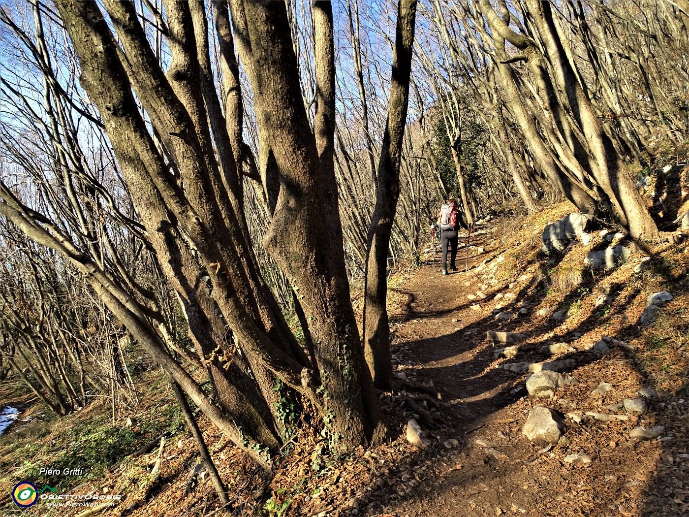 07 Nel bel bosco di carpini neri sul sent- 571 partiti dalla Roncola.JPG